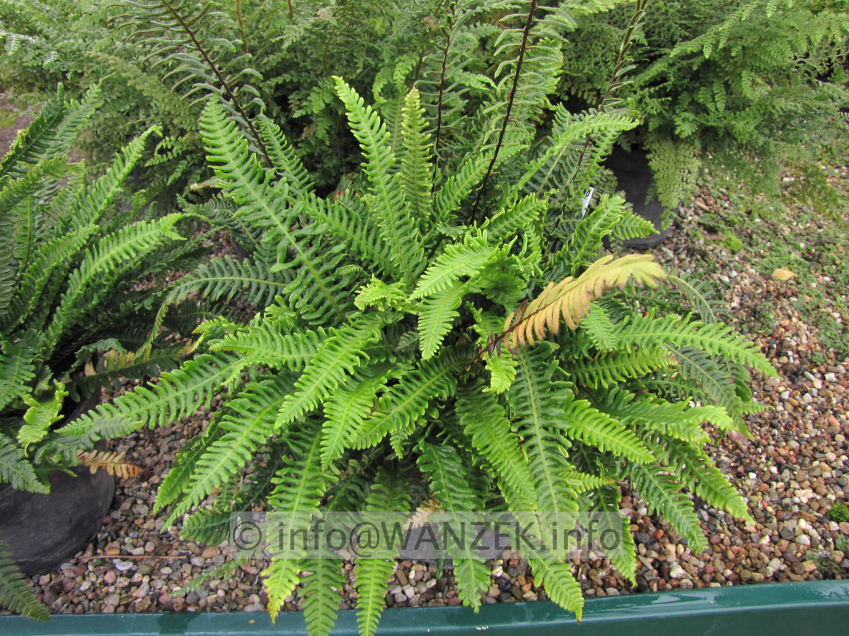 Polypodium vulgare 02.JPG